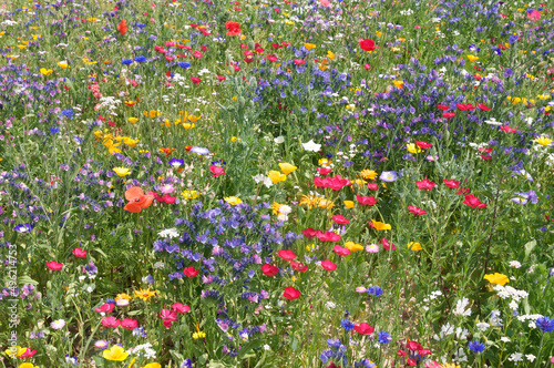 Wildflowers in summer meadow – Sommerblumenwiese