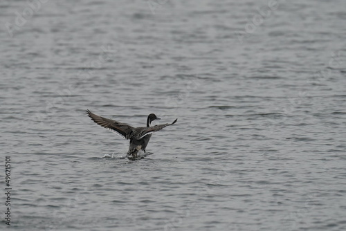 northern pintail in the sea shore