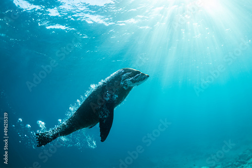 Playful seal swimming in the water, Australia © Gary