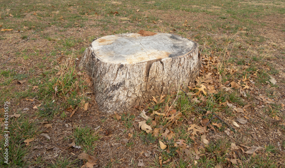 Tree stump in rural territory. High quality photo. textured trunk. Tree stump in rural territory. High quality photo. textured trunk.