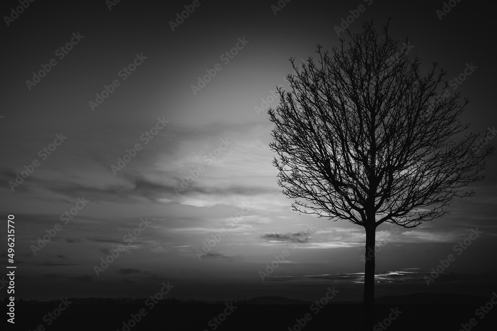 Obraz premium tree in the night