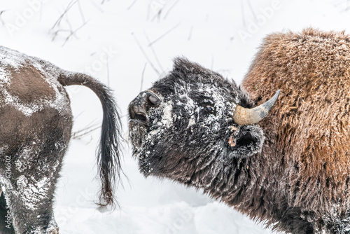 Photography Wild bison seen in natural, outdoor environment during winter time with snowy background