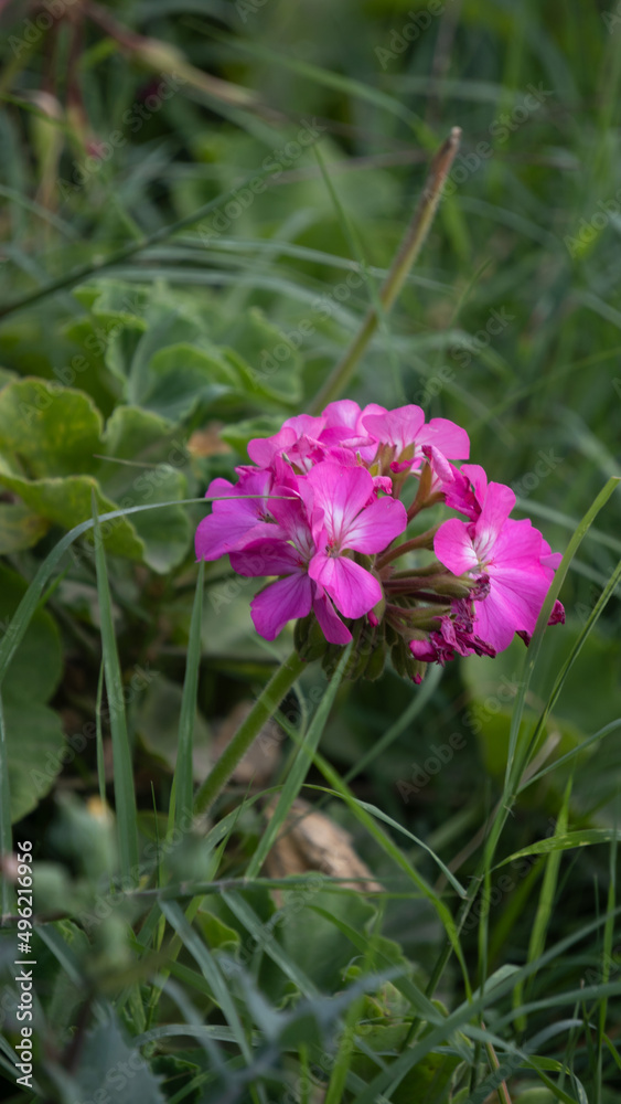 flowers in the garden