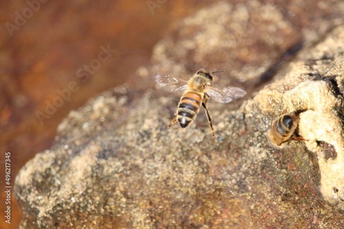 Water-collecting Western Honey Bee (Apis mellifera) landing on rock, South Australia