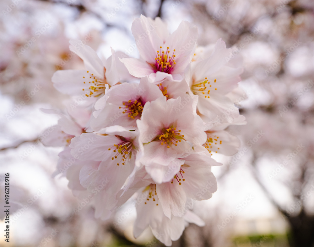 Pink and white cherry blossoms with yellow pollen in the center, green leaves and blue sky in early spring. Pink and white cherry blossoms with yellow pollen in the center, green leaves and blue sky in early spring.
