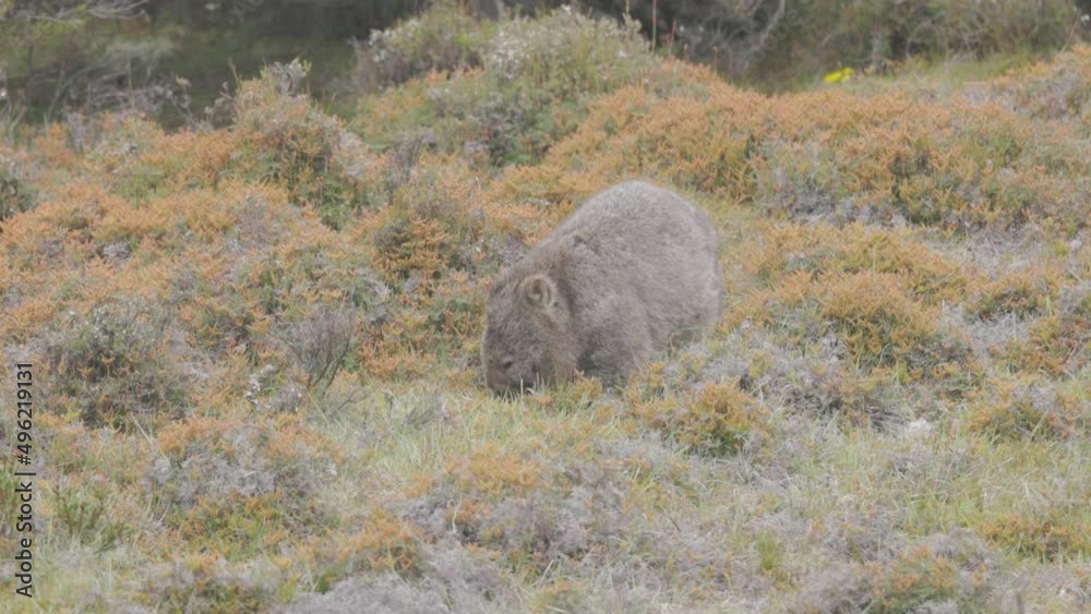 high frame rate clip of a wombat feeding on grass at ronny creek on a rainy day at cradle mountain national park in australia high frame rate clip of a wombat feeding on grass at ronny creek on a rainy day at cradle mountain national park in australia