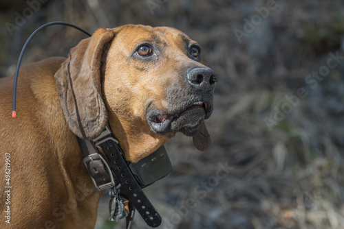 Redbone Coonhound Male photo