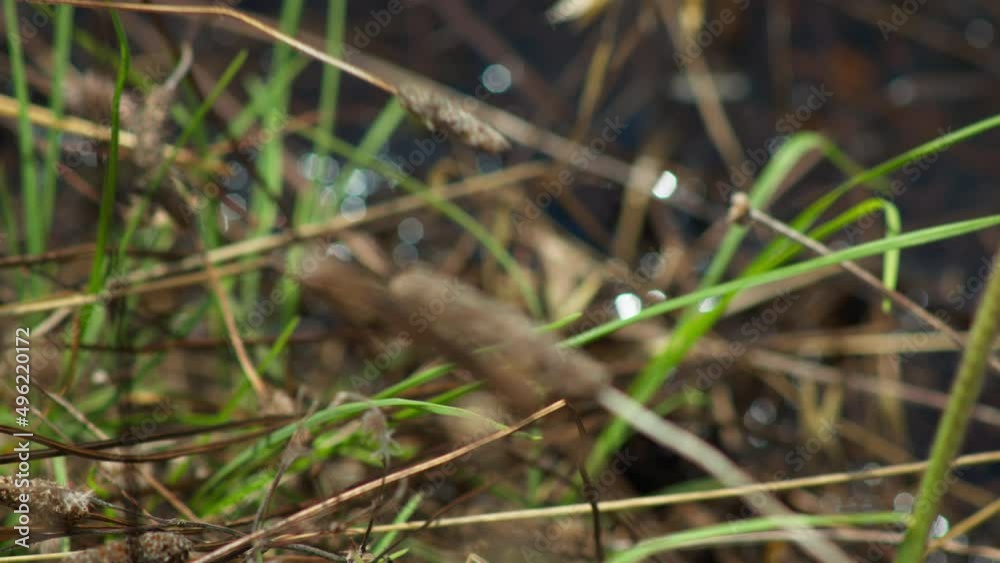 Beautiful blue Dragonfly with its detailed wings and body, on a delicate grass reed surrounded by water in an outdoor nature park. Filmed in a forest in Australia.
Beautiful blue Dragonfly with its detailed wings and body, on a delicate grass reed surrounded by water in an outdoor nature park. Filmed in a forest in Australia.