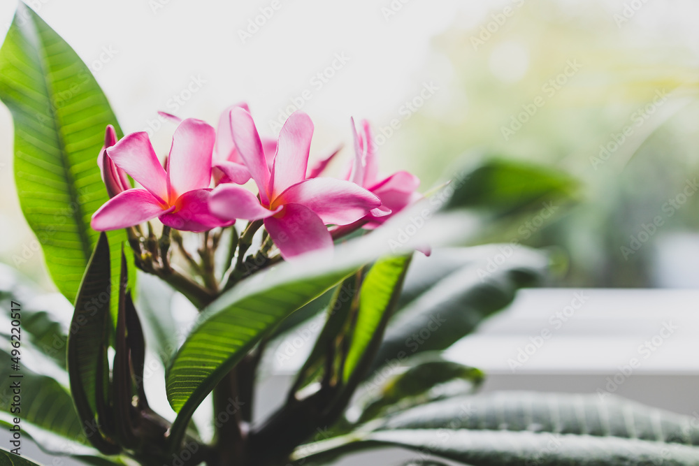 close-up of frangipani plumeria plant with pink flowers next to window light with backyard bokeh