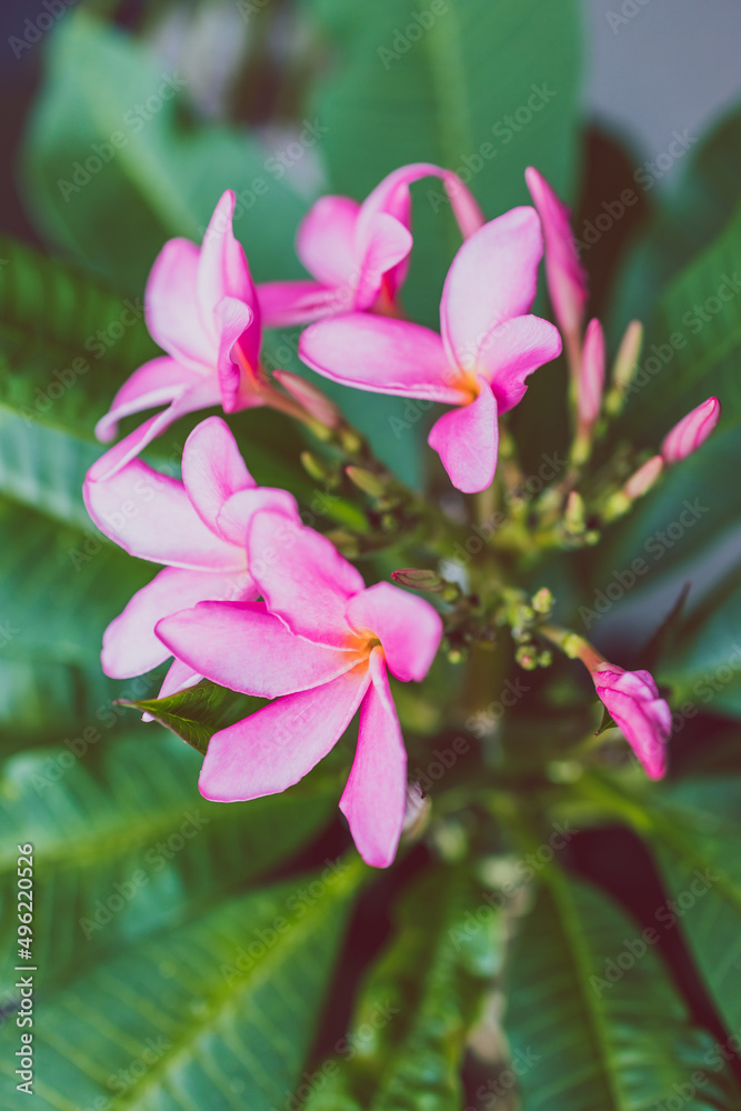 close-up of frangipani plumeria plant with plenty of pink flowers close-up of frangipani plumeria plant with plenty of pink flowers