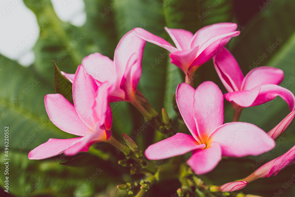 close-up of frangipani plumeria plant with plenty of pink flowers