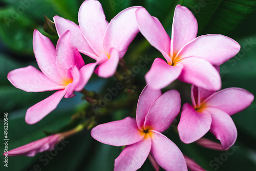 close-up of frangipani plumeria plant with plenty of pink flowers