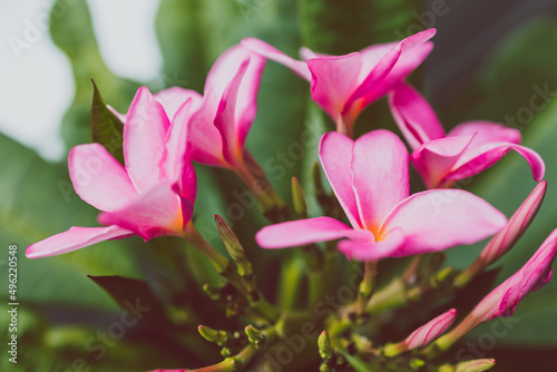 close-up of frangipani plumeria plant with plenty of pink flowers
