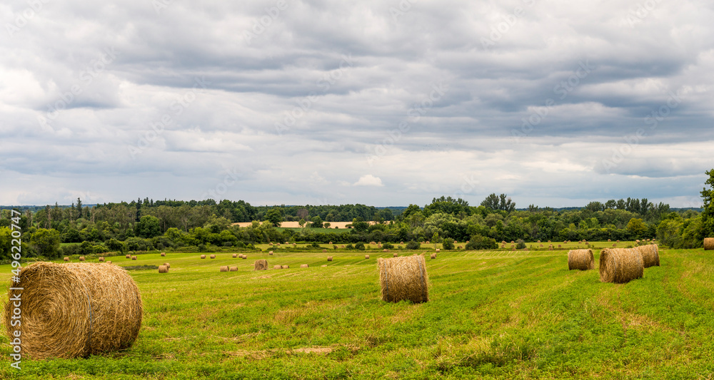 Round bales of golden hay in a green field on a cloudy day in rural Ontario Canada.