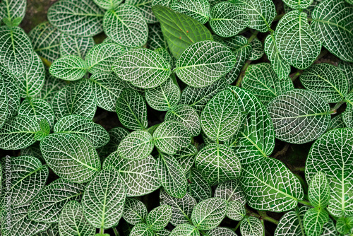 A green leaves of a  Fittonia verschaffeltii also known as a Nerve plant from Peru. photo