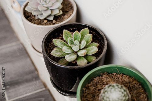 plantas suculentas en macetas de colores, concepto de jardinería, plantas, flores. photo