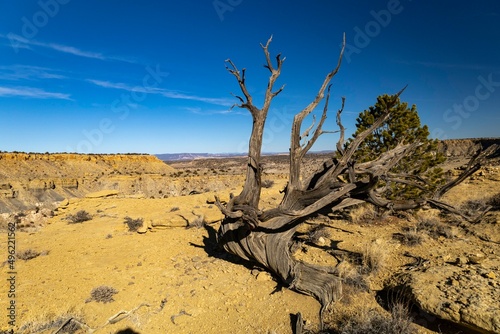 Dead tree on canyon s edge