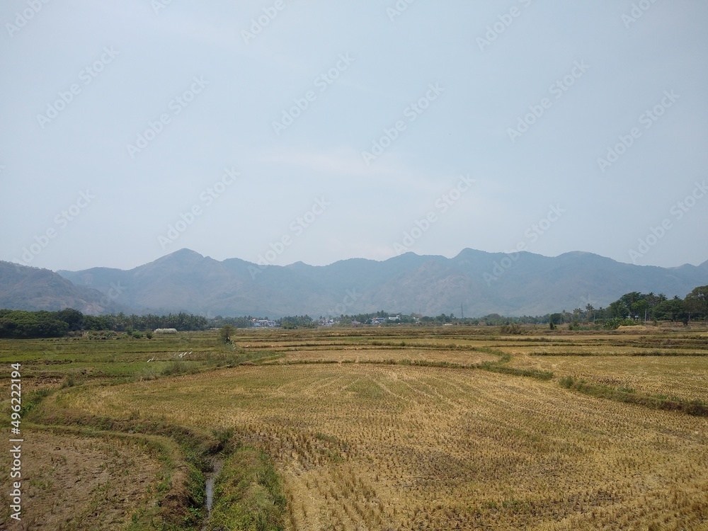 rice farming, paddy fields after harvesting, Thenkasi, Tamil Nadu