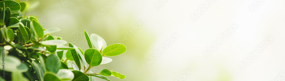 Closeup of beautiful nature view green leaf on blurred greenery background in garden with copy space using as background cover page concept. Closeup of beautiful nature view green leaf on blurred greenery background in garden with copy space using as background cover page concept.