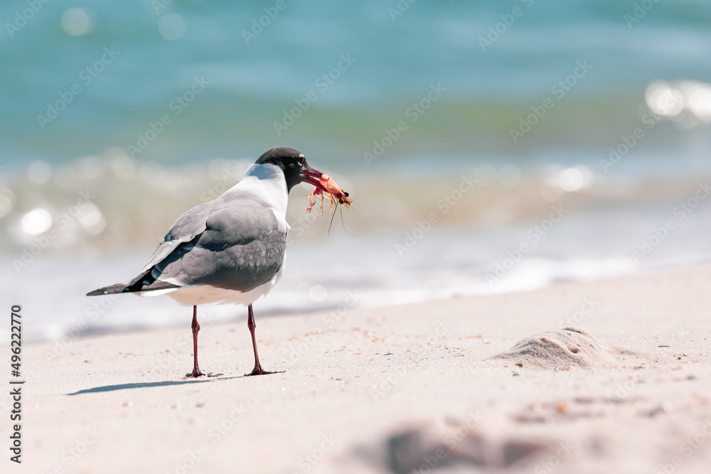 Seagull eating shrimp by the ocean