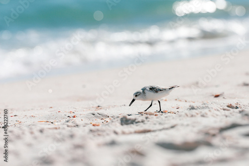 Valokuvatapetti Coastal bird walking along the shore