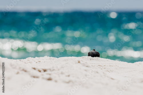 Black shell in sand by the ocean