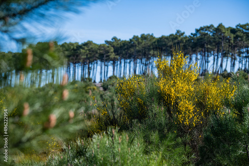 Yellow broom flowers in a pine forest, Forest massif at Carcans Plage, pine forest near Lacanau, on the French Atlantic coast photo