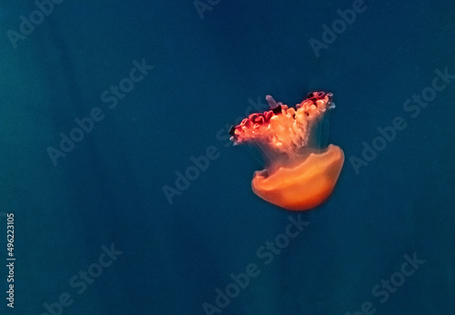 Beautiful, red jellyfish swim alone close-up. Oceanarium, aquarium photo