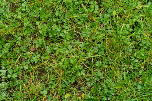 green grass lawn closeup texture 