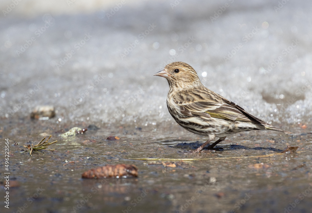Pine Siskin finch (Spinus pinus) in the melting snow in spring Pine Siskin finch (Spinus pinus) in the melting snow in spring