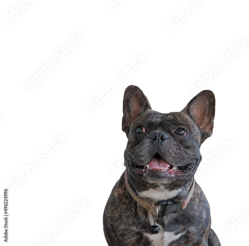 .portrait of french Half stout black bulldog wearing a brown collar. It was smiling happily. Isolated on white background and concept of pets and animals © Banyat