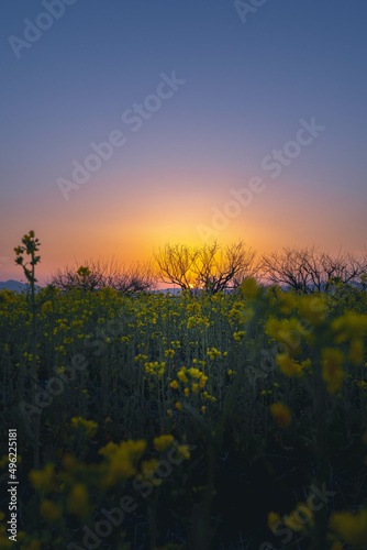 夕日と名の花畑 © MASAYUKI