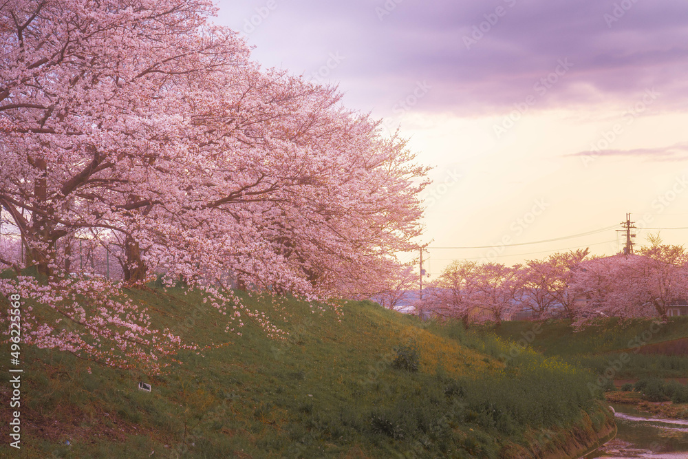 桜と夕焼け 桜と夕焼け