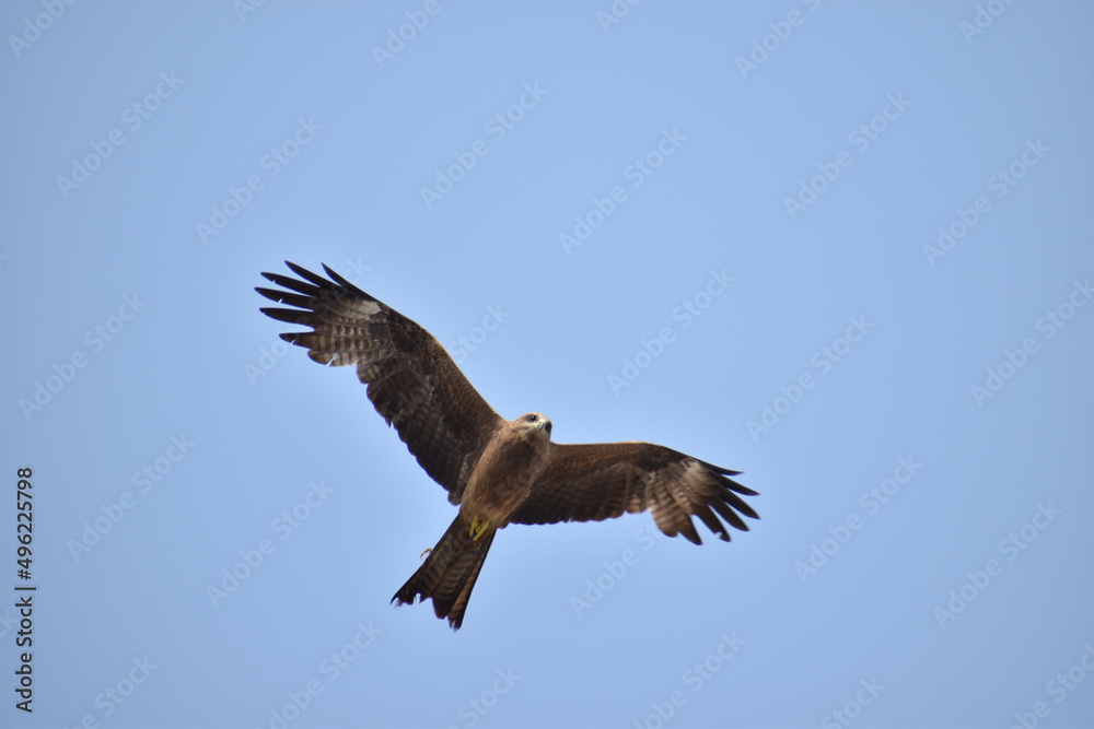 Fototapeta premium eagle in flight