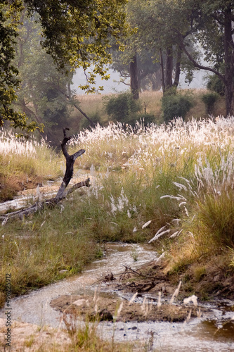river in the forest