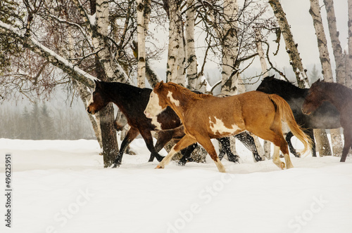 horse in snow © TonyD