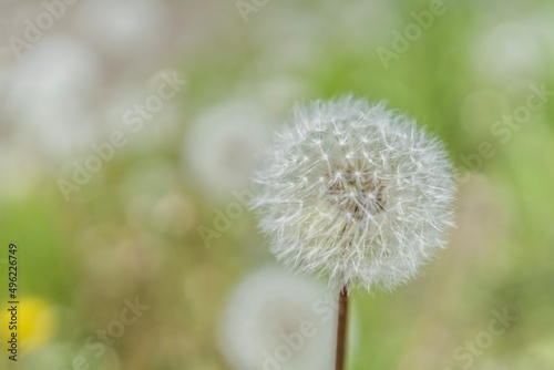 dandelion head