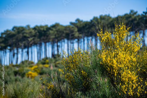 Yellow broom flowers in a pine forest  Forest massif at Carcans Plage  pine forest near Lacanau  on the French Atlantic coast