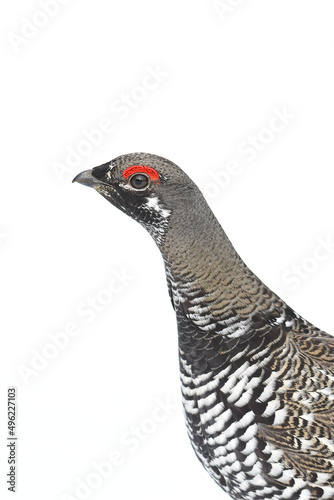 A Spruce Grouse wanders through the Alaskan wilderness on a spring day.