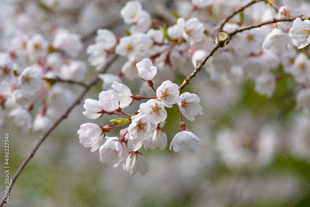 Obraz premium 枝垂れ桜