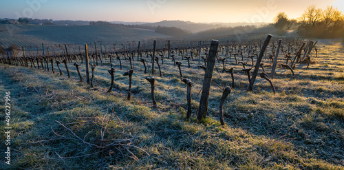 Bordeaux vineyard over frost and smog and freeze in winter  landscape vineyard