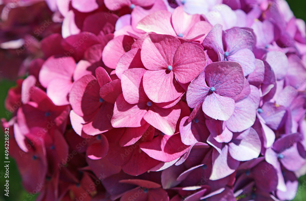 Pink and purple hortensia