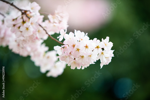 DC Cherry blossom 