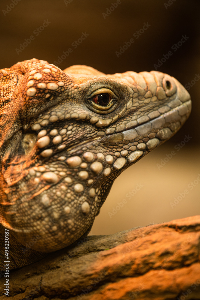 Fototapeta premium bearded dragon lizard