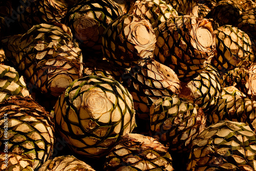Naklejka magueys and agave ready for processing
