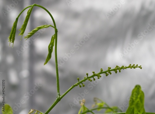 Adenanthera pavonina young inflorescence, not yet opened photo