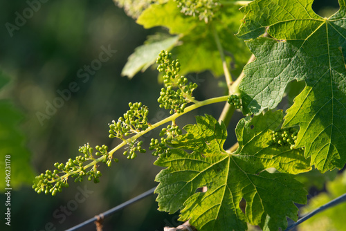 Bordeaux vineyard, Young bunches of grapes in bloom, Macro