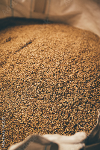 Φωτογραφία sprouted barley malt grain background texture
