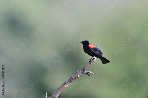 Red-winged Blackbird, aka Agelaius phoeniceus