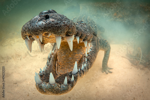 Fototapeta Naklejka Na Ścianę i Meble -  American Crocodile